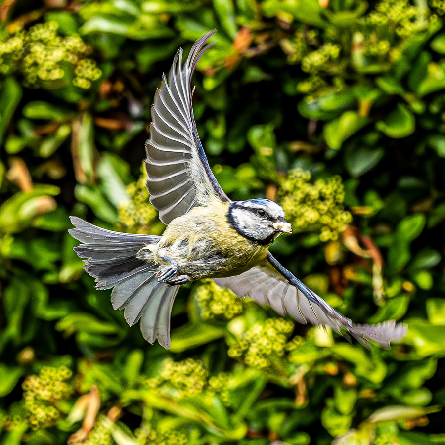 Blue Tit in flight